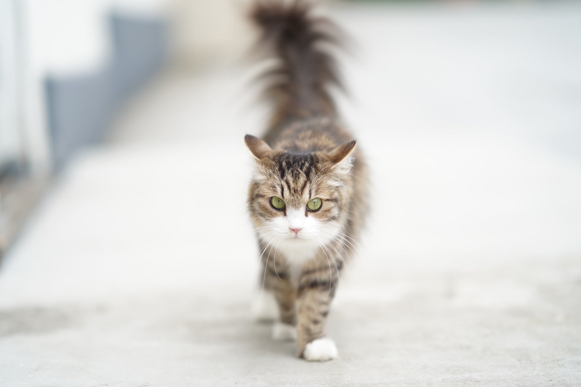 Fluffy tabby-and-white cat walking toward the camera on a pale sidewalk.